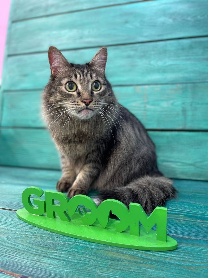 СТРИЖКА Кошки среднешерстные 🐈 от 2190 ₽ | Салон Groom в Нижнем Тагиле